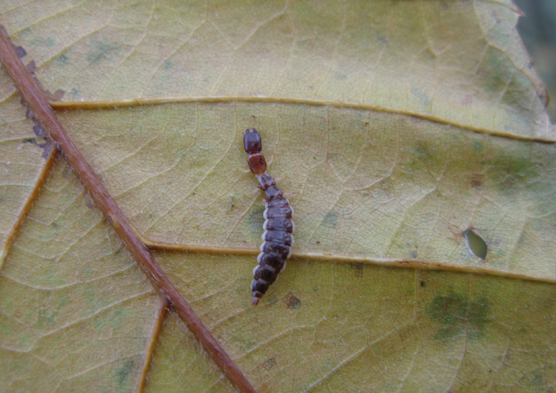 larva di Parainocellia bicolor
